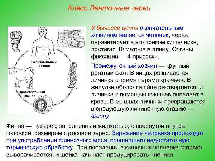 Класс Ленточные черви У бычьего цепня окончательным хозяином является человек, червь паразитирует в его