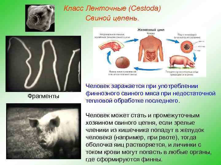 Класс Ленточные (Cestoda) Свиной цепень. Фрагменты Человек заражается при употреблении финнозного свиного мяса при