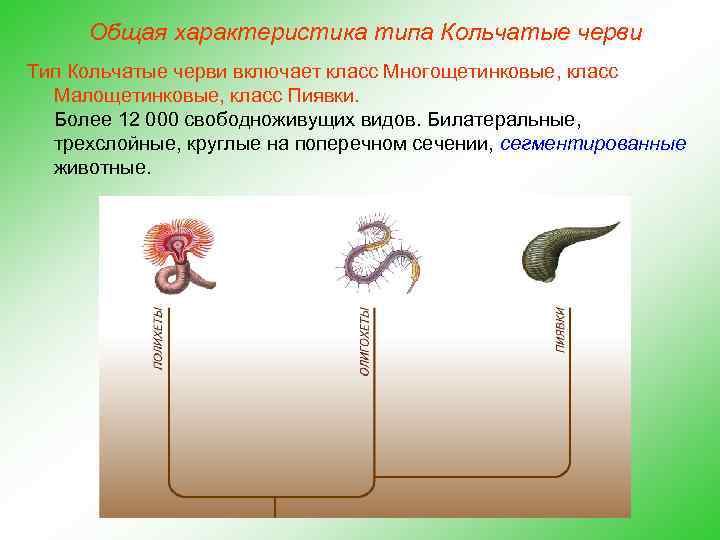 Общая характеристика типа Кольчатые черви Тип Кольчатые черви включает класс Многощетинковые, класс Малощетинковые, класс