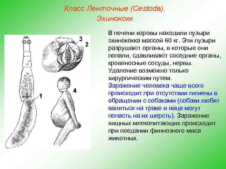 Класс Ленточные (Cestoda). Эхинококк В печени коровы находили пузыри эхинококка массой 60 кг. Эти