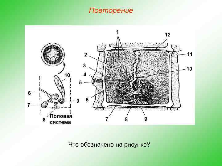 Повторение Что обозначено на рисунке? 