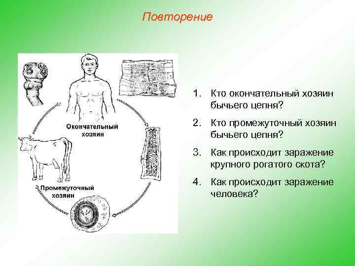 Повторение 1. Кто окончательный хозяин бычьего цепня? 2. Кто промежуточный хозяин бычьего цепня? 3.