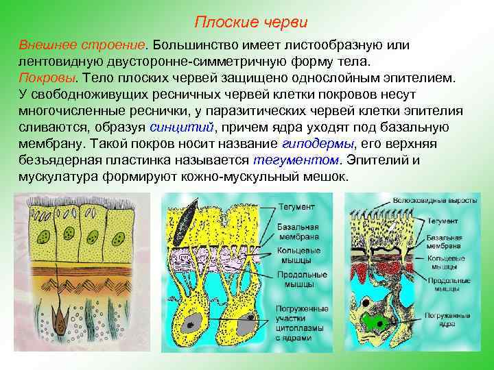 Плоские черви Внешнее строение. Большинство имеет листообразную или лентовидную двусторонне-симметричную форму тела. Покровы. Тело