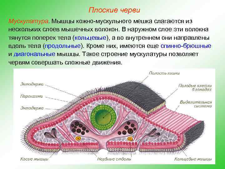 Плоские черви Мускулатура. Мышцы кожно-мускульного мешка слагаются из нескольких слоев мышечных волокон. В наружном
