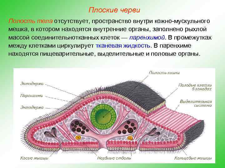 Плоские черви Полость тела отсутствует, пространство внутри кожно-мускульного мешка, в котором находятся внутренние органы,