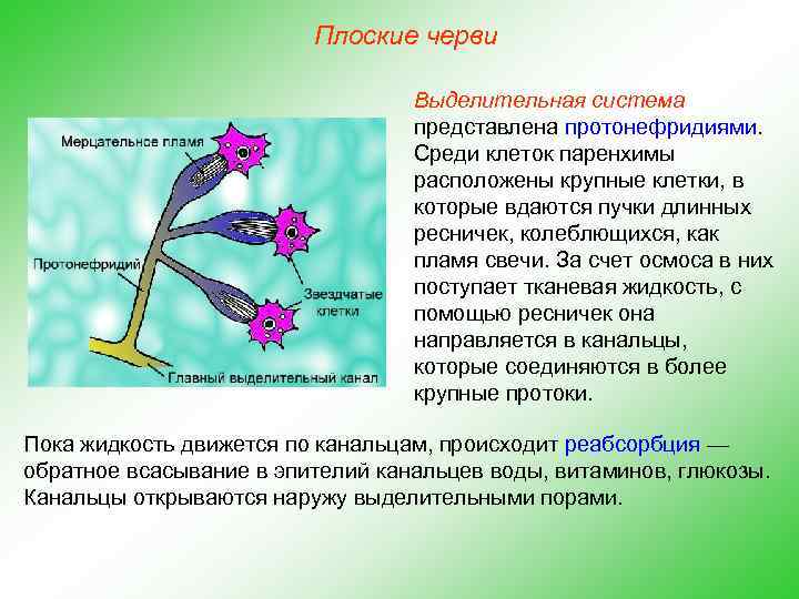 Плоские черви Выделительная система представлена протонефридиями. Среди клеток паренхимы расположены крупные клетки, в которые