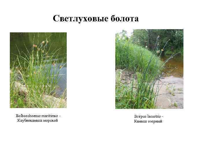 Светлуховые болота Bolboschoenus maritimus - Клубнекамыш морской Scirpus lacustris - Камыш озерный 