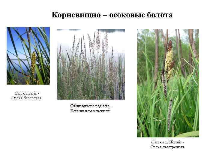 Корневищно – осоковые болота Carex riparia - Осока береговая Calamagrostis neglecta - Вейник незамеченный