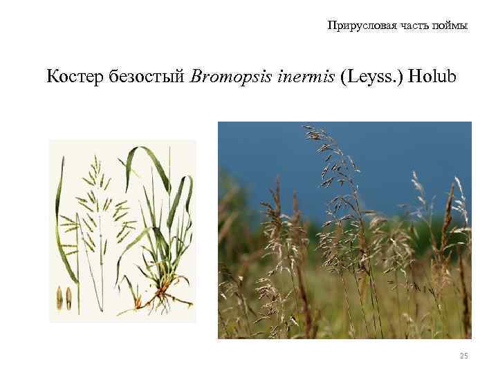 Прирусловая часть поймы Костер безостый Bromopsis inermis (Leyss. ) Holub 25 