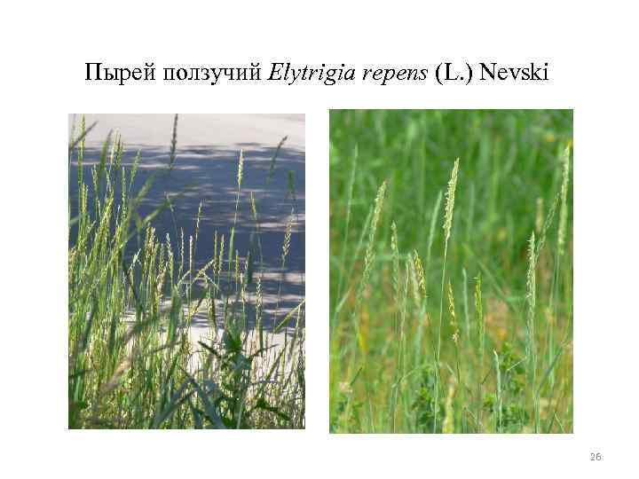 Пырей ползучий Elytrigia repens (L. ) Nevski 26 