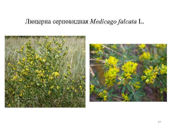 Люцерна серповидная Medicago falcata L. 27 