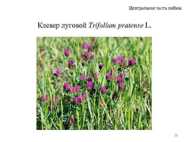 Центральная часть поймы Клевер луговой Trifolium pratense L. 28 