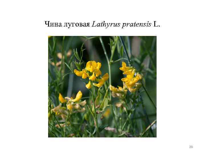 Чина луговая Lathyrus pratensis L. 29 