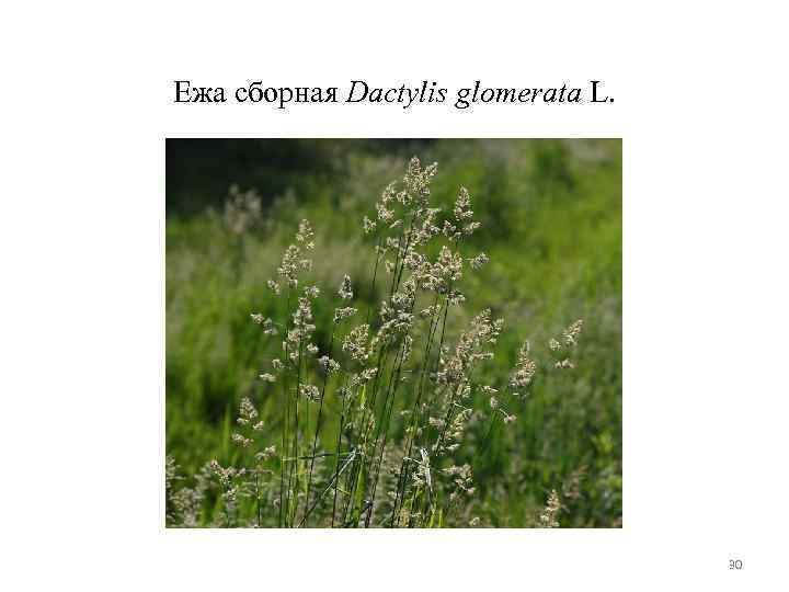Ежа сборная Dactylis glomerata L. 30 