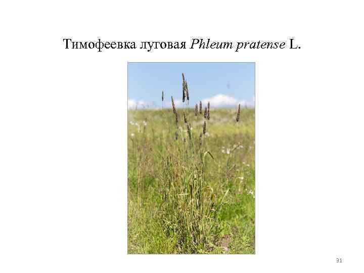 Тимофеевка луговая Phleum pratense L. 31 