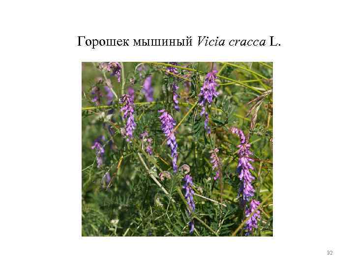 Горошек мышиный Vicia cracca L. 32 