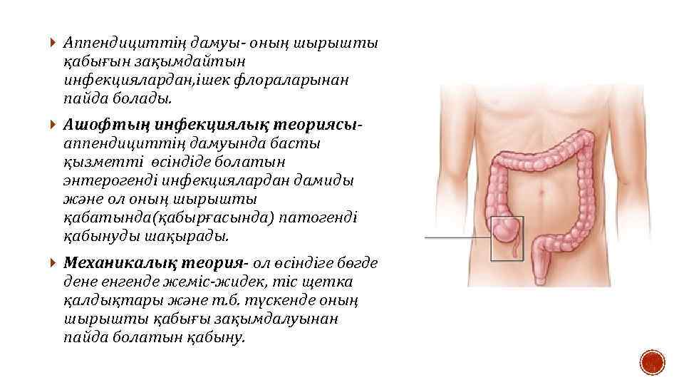 Аппендициттің дамуы- оның шырышты қабығын зақымдайтын инфекциялардан, ішек флораларынан пайда болады. Ашофтың инфекциялық