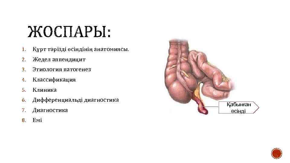 1. Құрт тәрізді өсіндінің анатомиясы. 2. Жедел аппендицит 3. Этиология патогенез 4. Классификация 5.