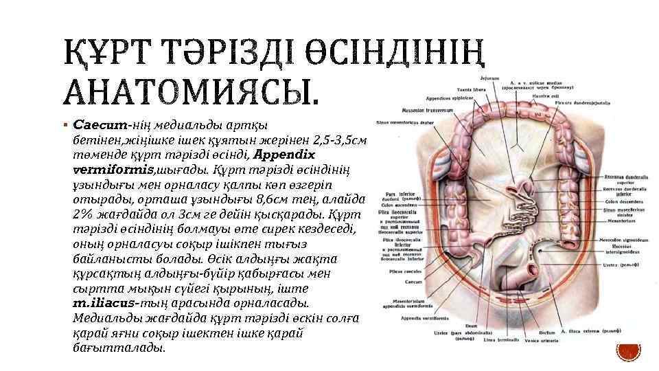 § Caecum-нің медиальды артқы бетінен, жіңішке ішек құятын жерінен 2, 5 -3, 5 см