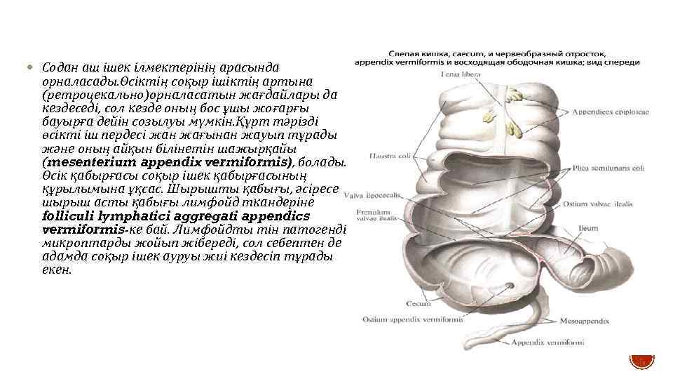  Содан аш ішек ілмектерінің арасында орналасады. Өсіктің соқыр ішіктің артына (ретроцекально)орналасатын жағдайлары да