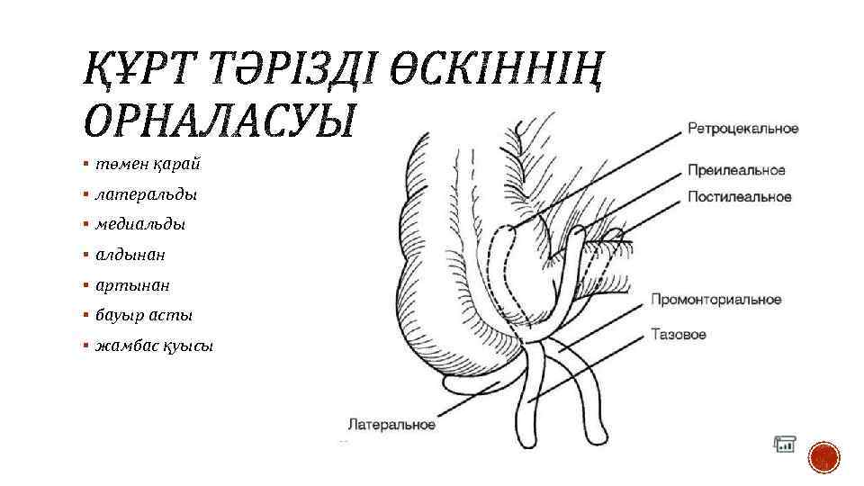 § төмен қарай § латеральды § медиальды § алдынан § артынан § бауыр асты