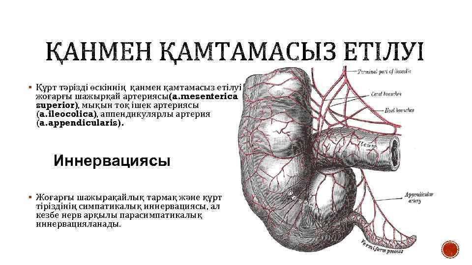 § Құрт тәрізді өскіннің қанмен қамтамасыз етілуі жоғарғы шажырқай артериясы(a. mesenterica superior), мықын тоқ