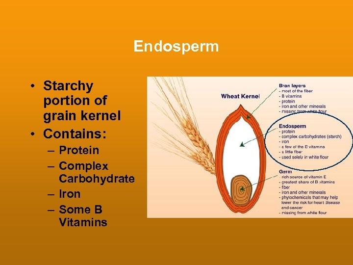 Endosperm • Starchy portion of grain kernel • Contains: – Protein – Complex Carbohydrate