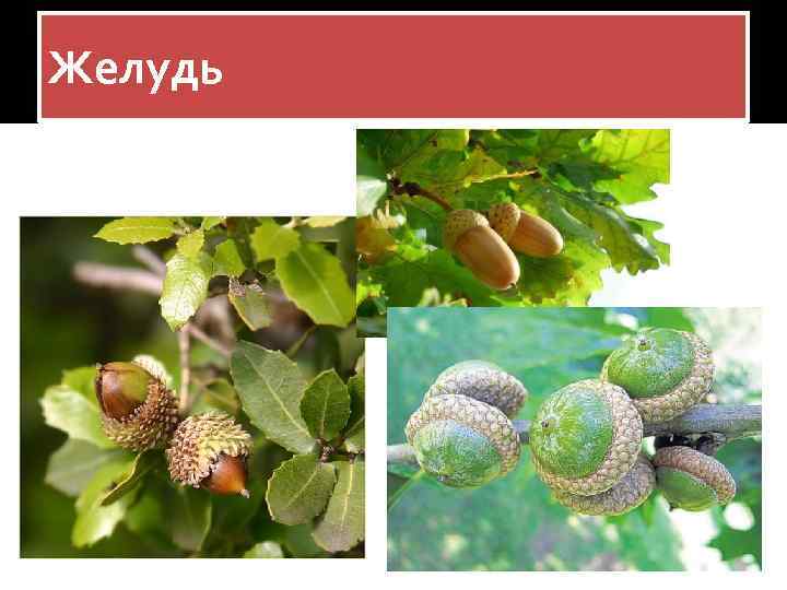 Желудь 