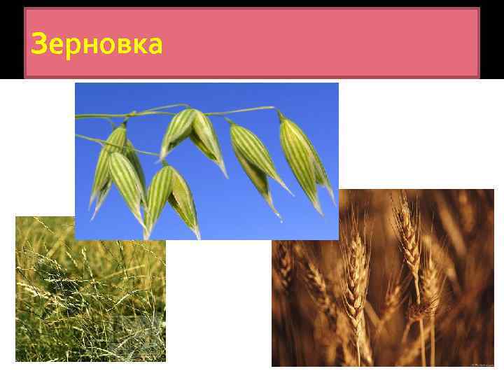 Зерновка 