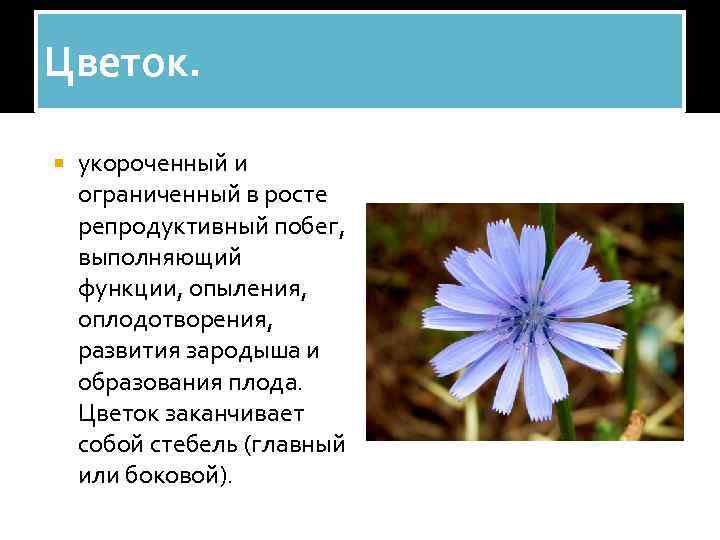 Цветок. укороченный и ограниченный в росте репродуктивный побег, выполняющий функции, опыления, оплодотворения, развития зародыша