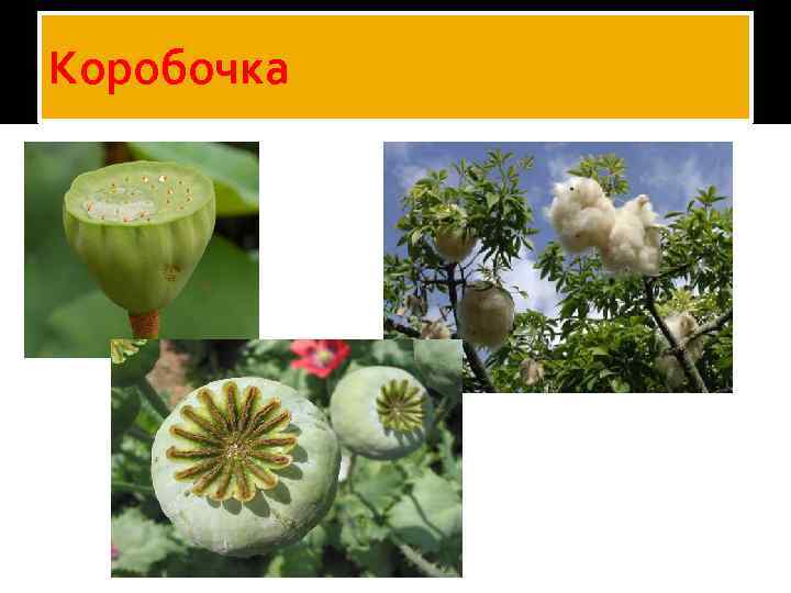 Коробочка 