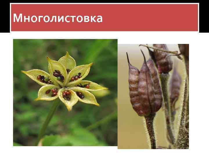 Многолистовка 