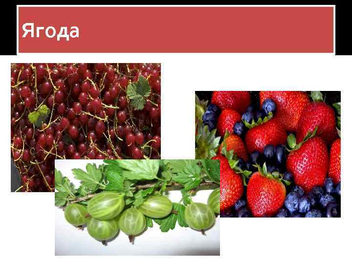 Ягода 