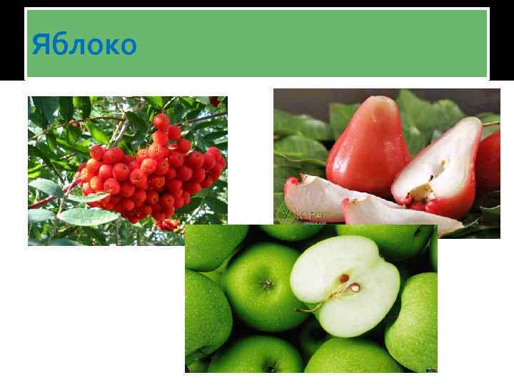 Яблоко 