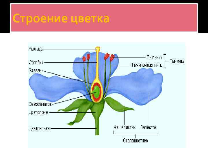 Строение цветка 