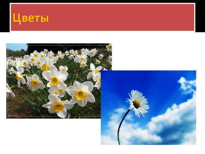 Цветы 