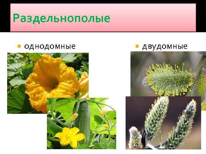 Раздельнополые однодомные двудомные 