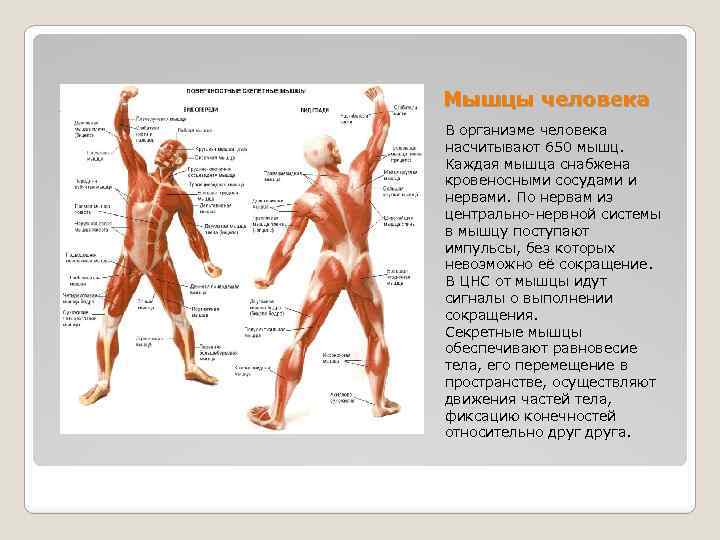 Мышцы человека В организме человека насчитывают 650 мышц. Каждая мышца снабжена кровеносными сосудами и