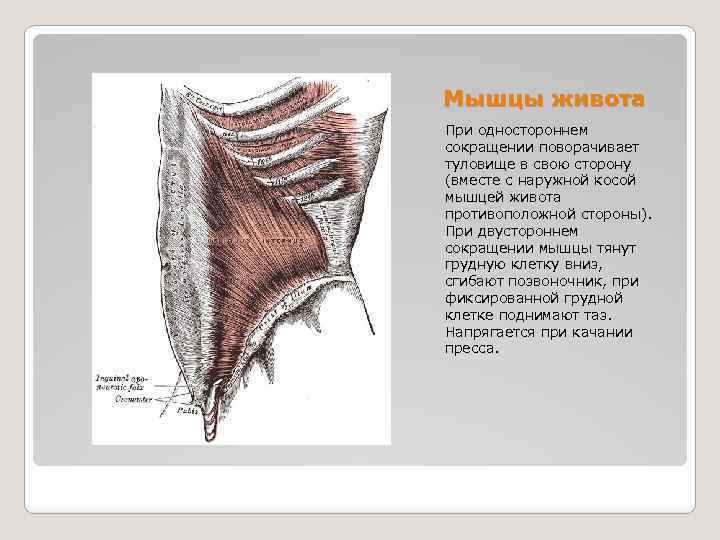 Мышцы живота При одностороннем сокращении поворачивает туловище в свою сторону (вместе с наружной косой