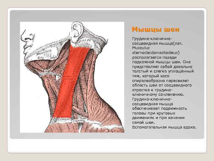 Мышцы шеи Грудино-ключичнососцевидная мышца(лат. Musculus sternocleidomastoideus) располагается позади подкожной мышцы шеи. Она представляет собой