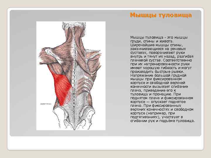 Мышцы туловища - это мышцы груди, спины и живота. Широчайшие мышцы спины, заканчивающиеся на