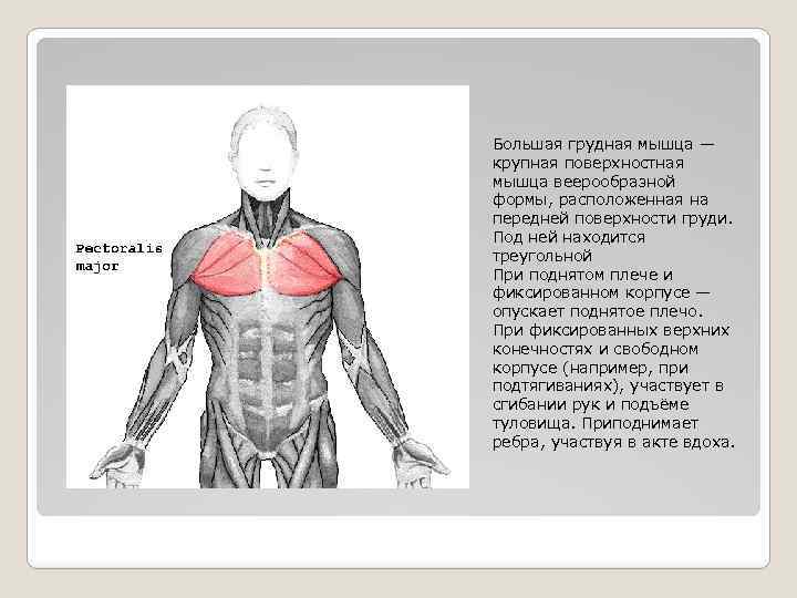 Большая грудная мышца — крупная поверхностная мышца веерообразной формы, расположенная на передней поверхности груди.