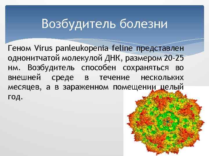 Панлейкопения кошек презентация