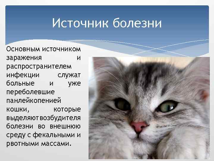 Панлейкопения кошек презентация