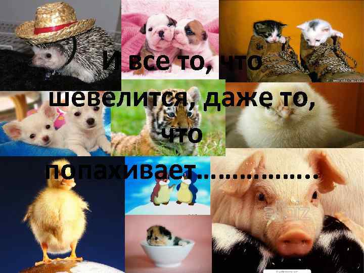 И все то, что шевелится, даже то, что попахивает……………. . 
