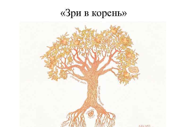  «Зри в корень» 