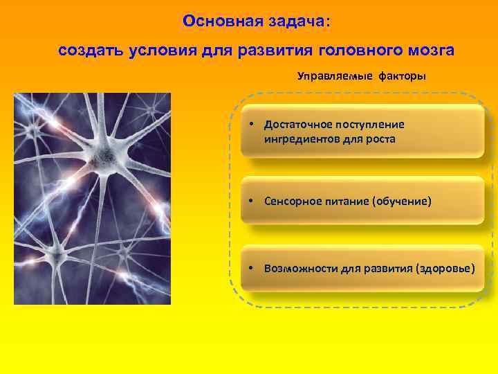 Основная задача: создать условия для развития головного мозга Управляемые факторы • Достаточное поступление ингредиентов