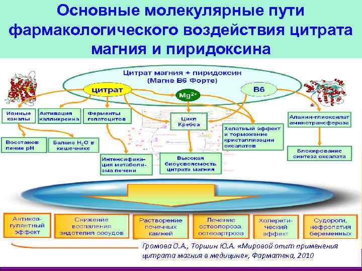 Основные молекулярные пути фармакологического воздействия цитрата магния и пиридоксина Громова О. А. , Торшин