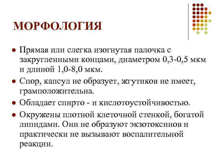 МОРФОЛОГИЯ l l Прямая или слегка изогнутая палочка с закругленными концами, диаметром 0, 3