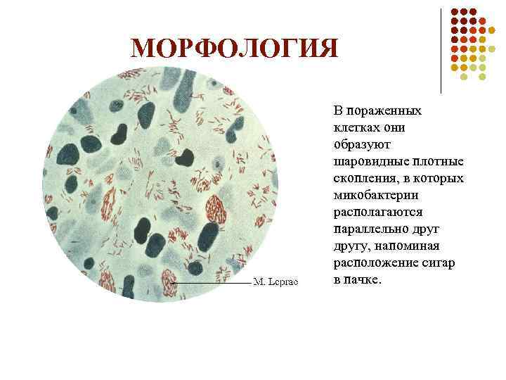 Морфология вещество